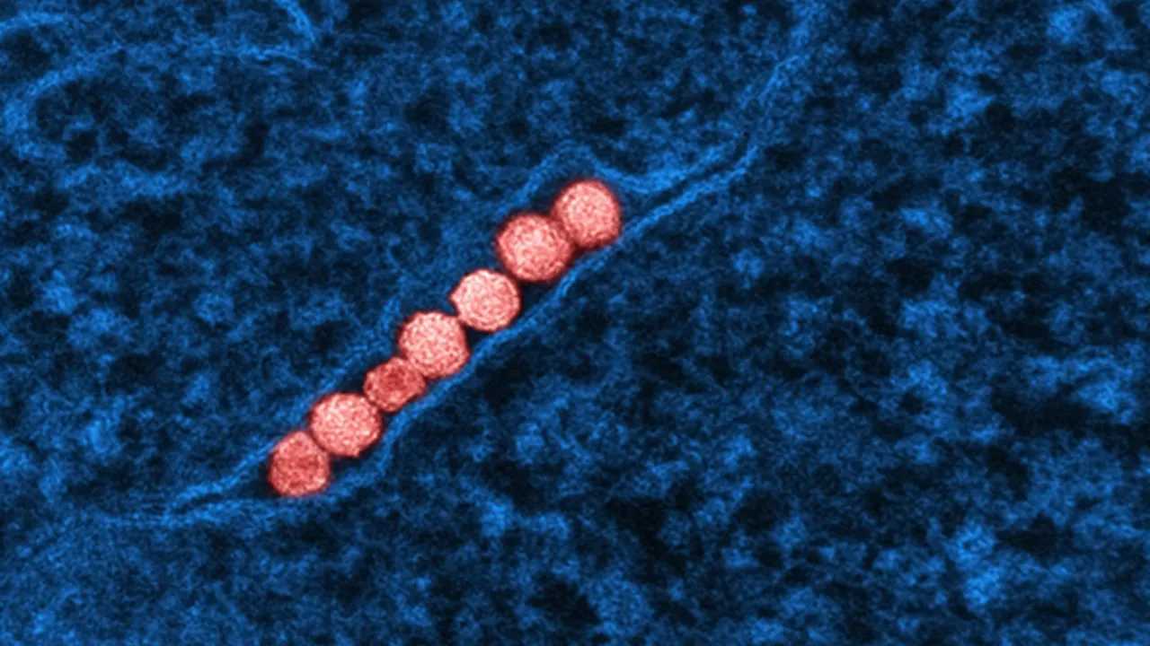 Micrografía electrónica del Virus del Nilo Occidental coloreada artificialmente.