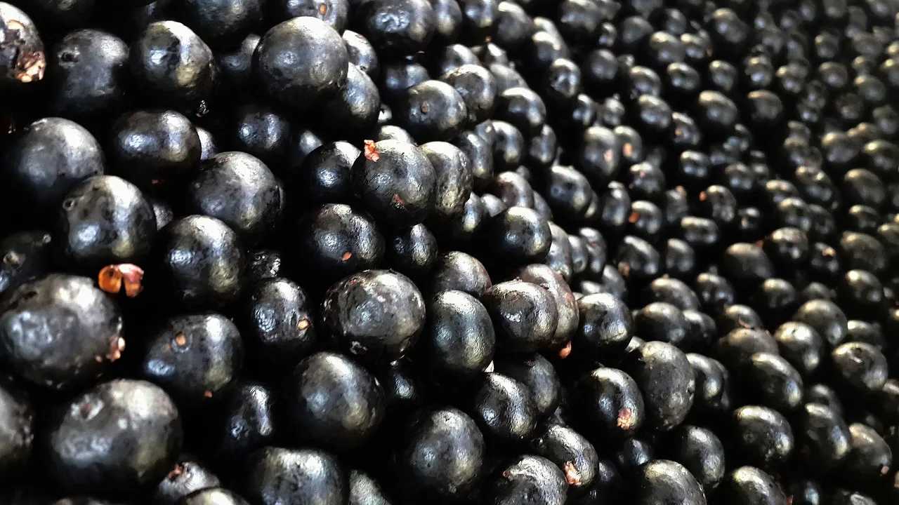 Bayas de açaí