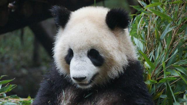 Guía Turística de Chengdú: Desde el Gran Buda hasta los Pandas